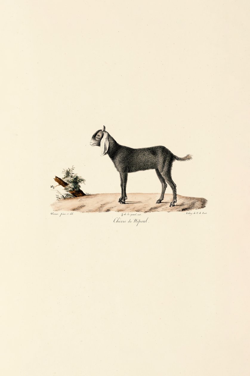 Cabra nepalesa de Jacques Christophe Werner