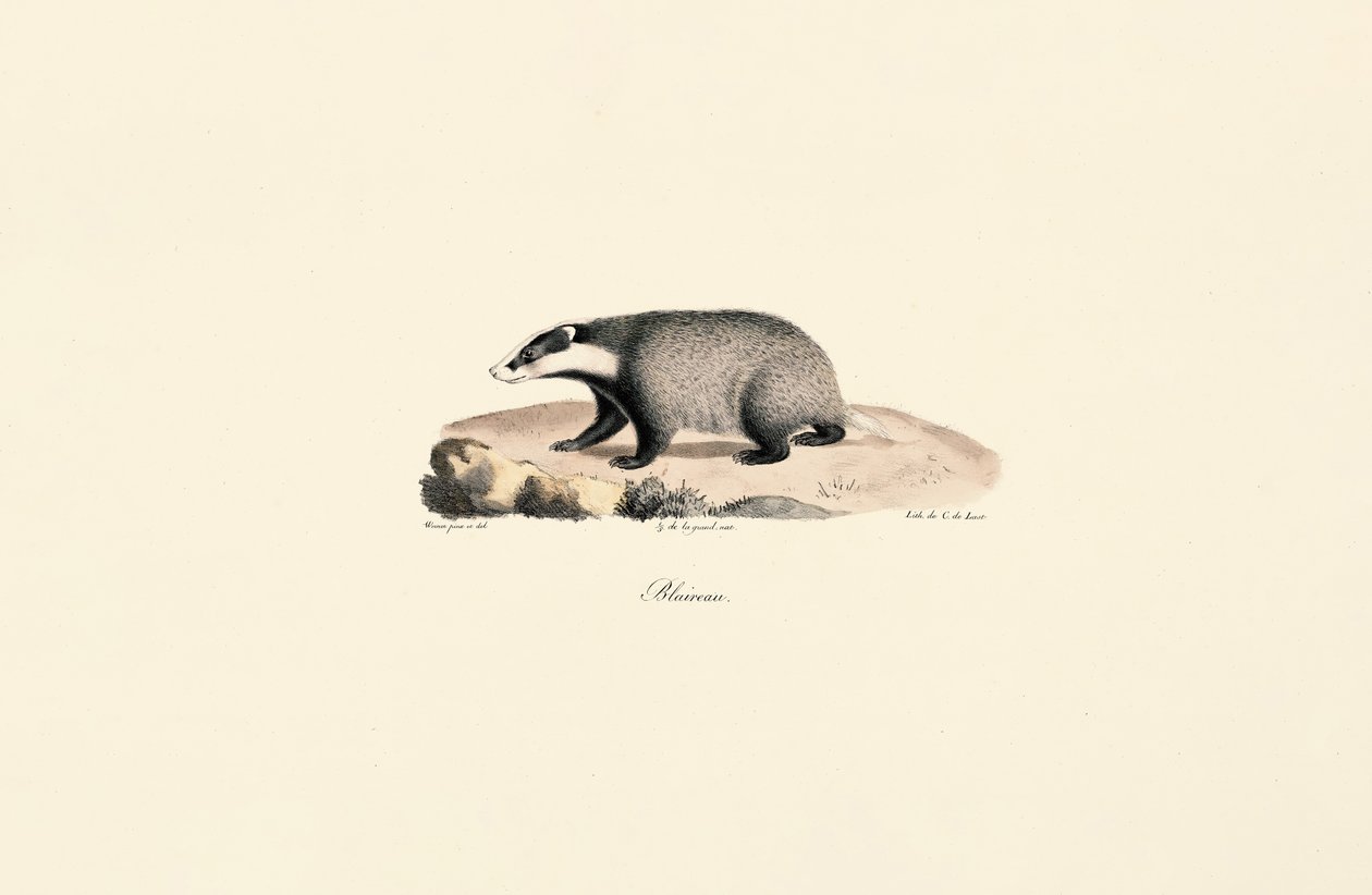 Perro Terranova de Jacques Christophe Werner