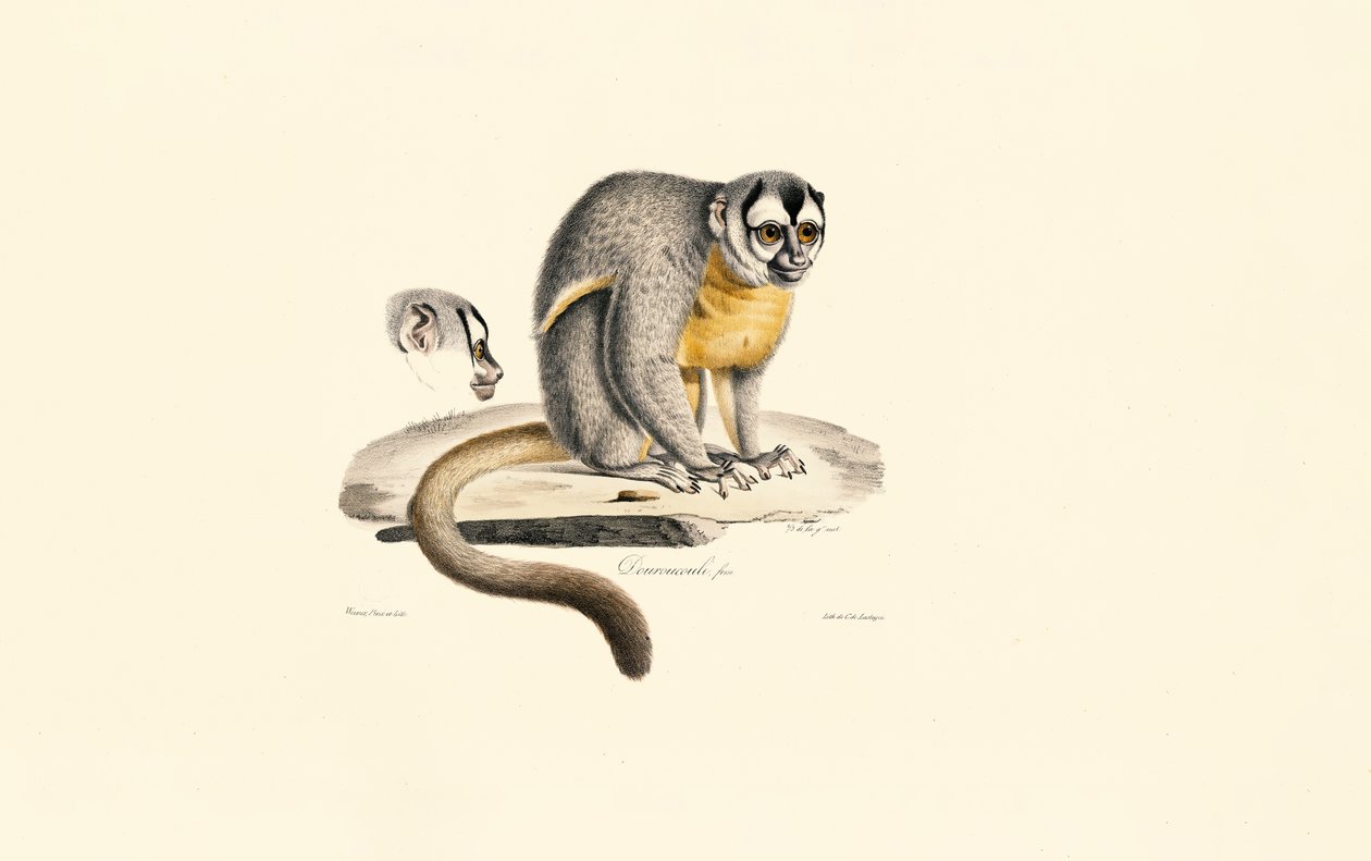 Mono nocturno de Jacques Christophe Werner