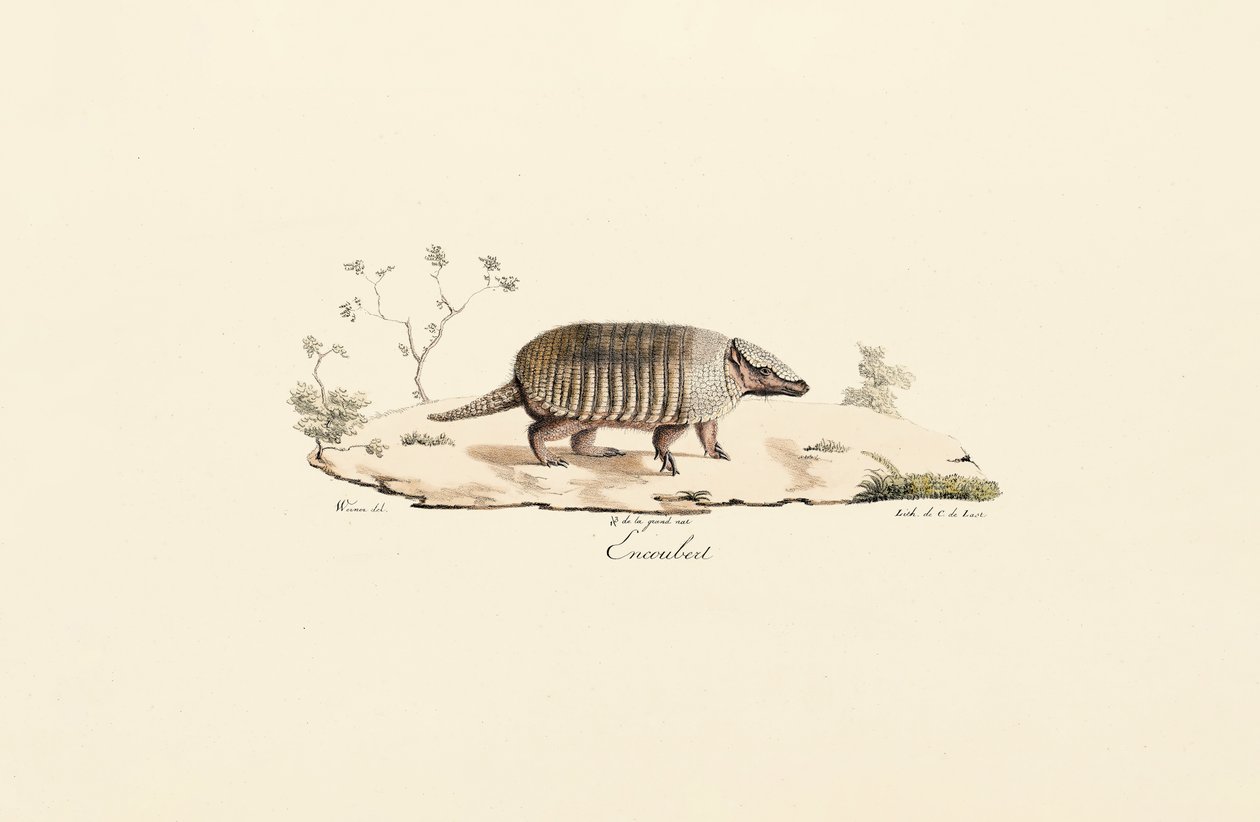 Armadillo de nueve bandas de Jacques Christophe Werner