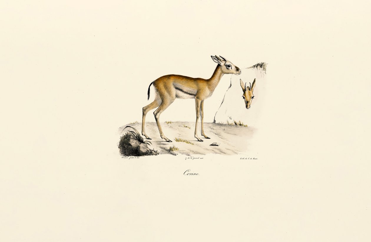  de Jacques Christophe Werner