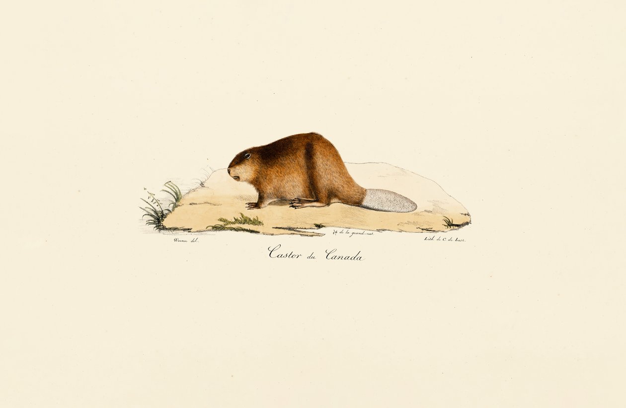 Castor norteamericano de Jacques Christophe Werner