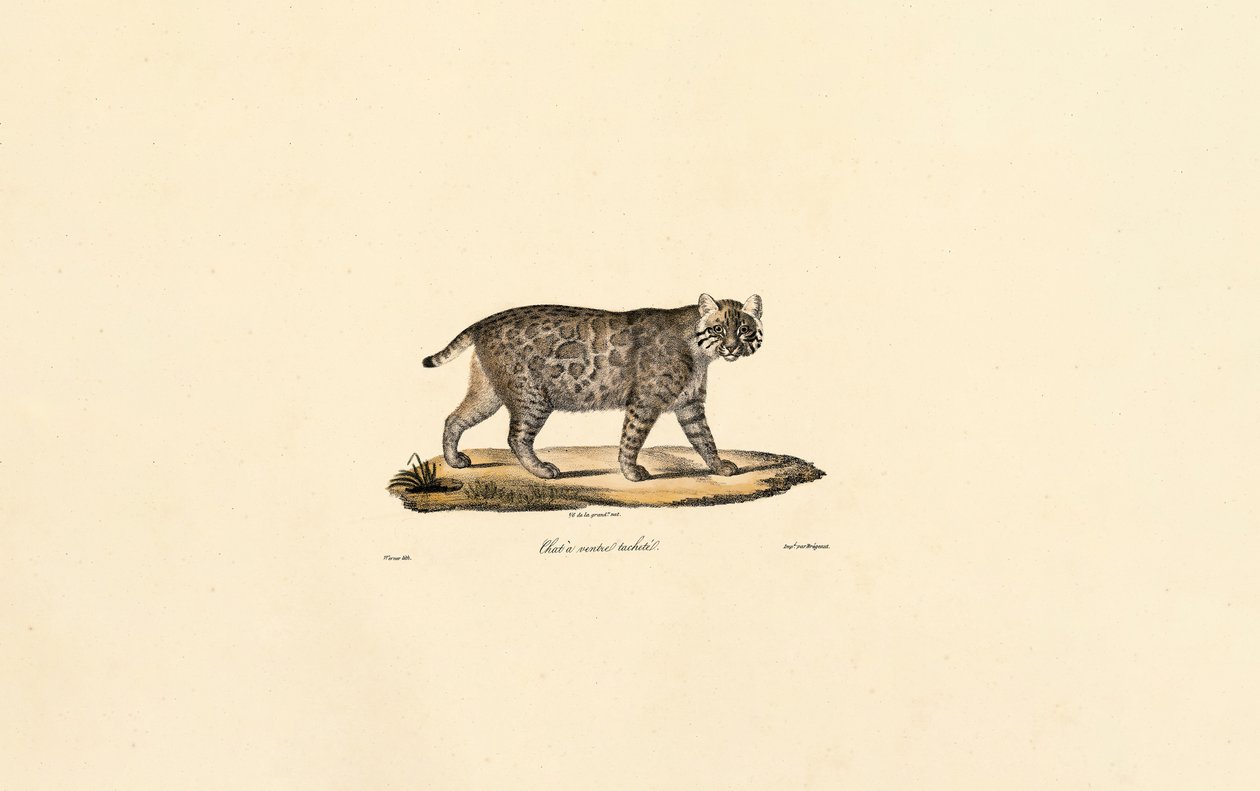 Ocelot de Jacques Christophe Werner