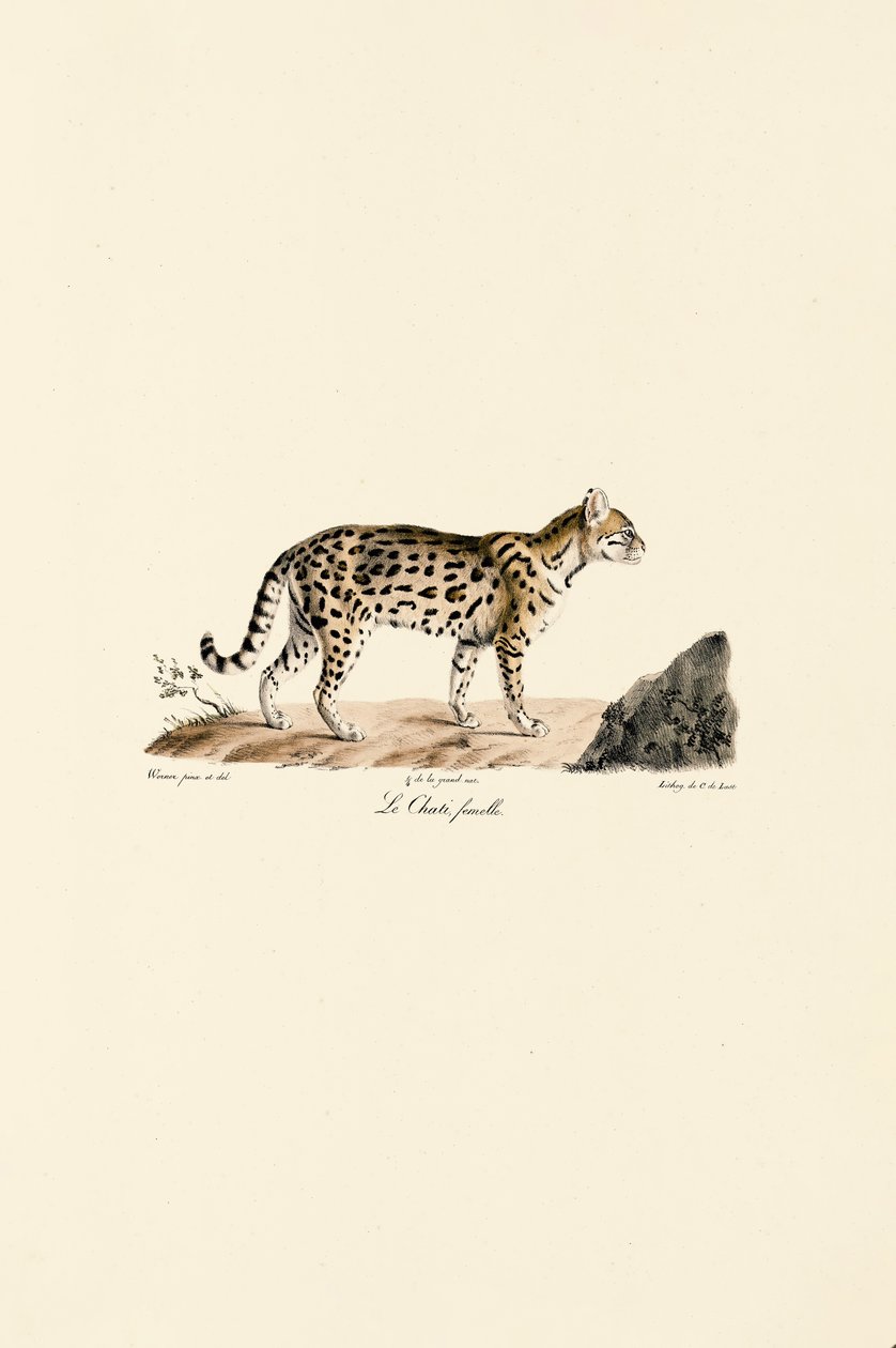  de Jacques Christophe Werner
