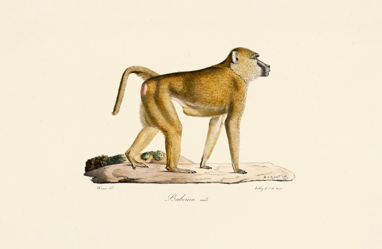 Babuino oliváceo (macho) de Jacques Christophe Werner
