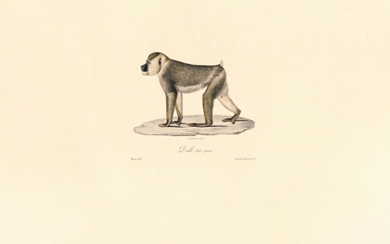  de Jacques Christophe Werner