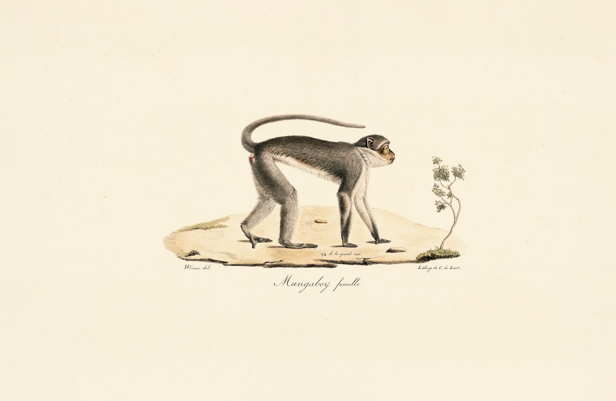 Mono Patas (hembra) de Jacques Christophe Werner