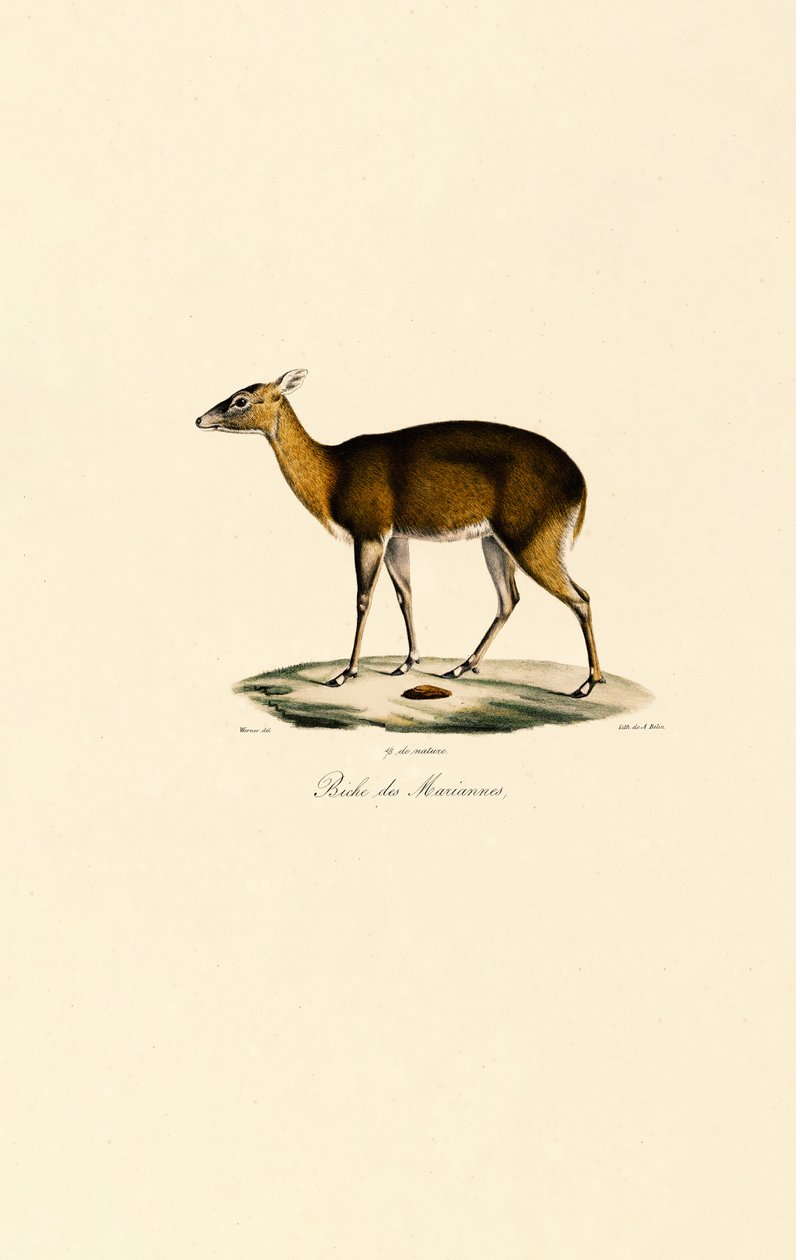 Ciervo moteado filipino (Visayan Spotted Deer) de Jacques Christophe Werner