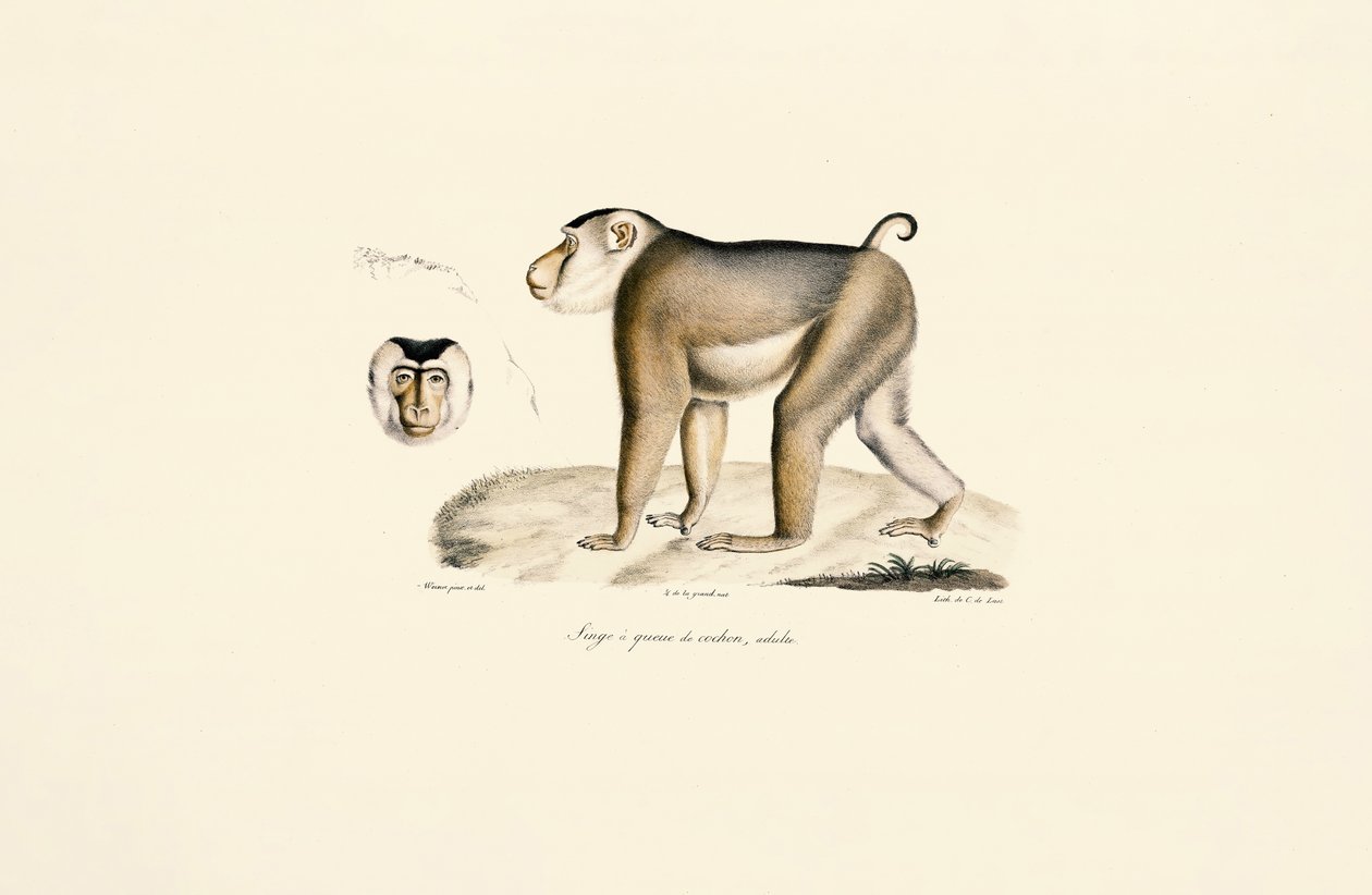 Macaco de cola de cerdo (adulto) de Jacques Christophe Werner