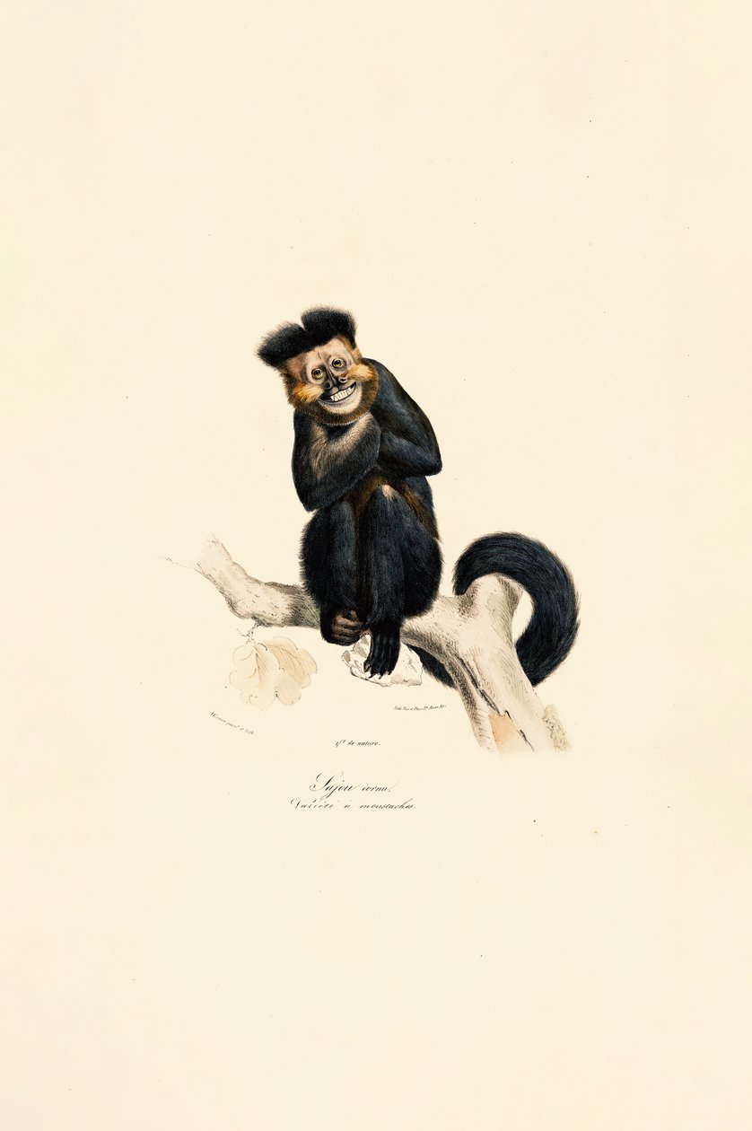 Gibón Pilé de Jacques Christophe Werner