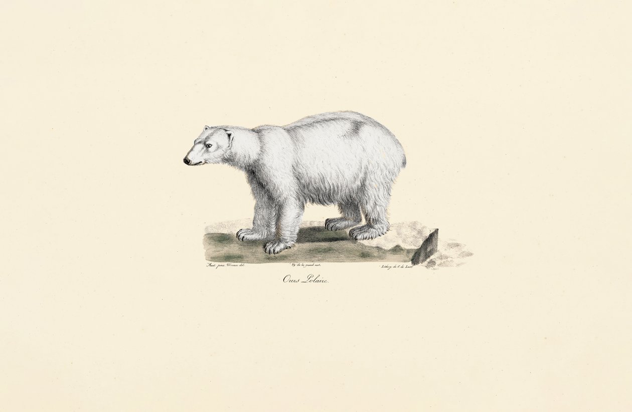 Oso polar de Jacques Christophe Werner