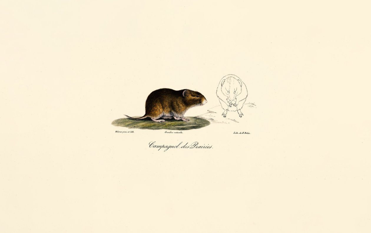  de Jacques Christophe Werner