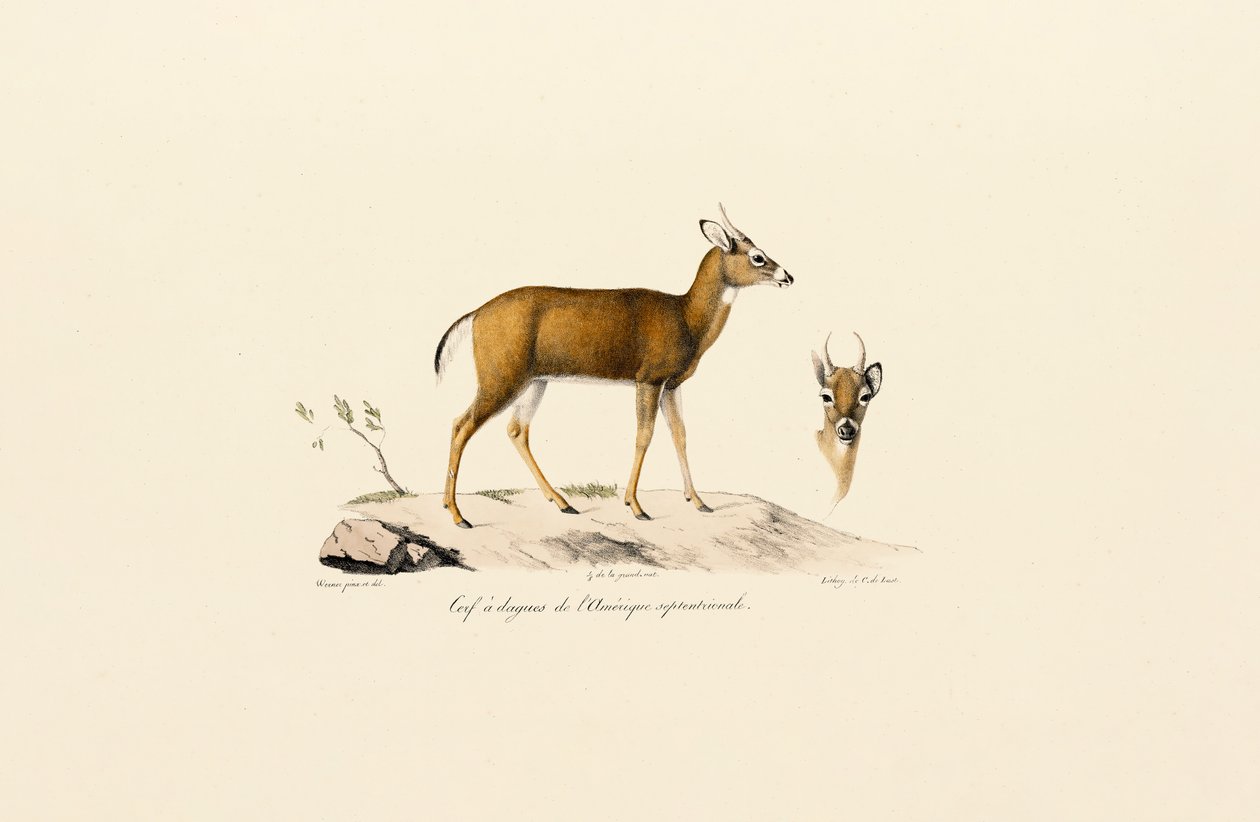  de Jacques Christophe Werner