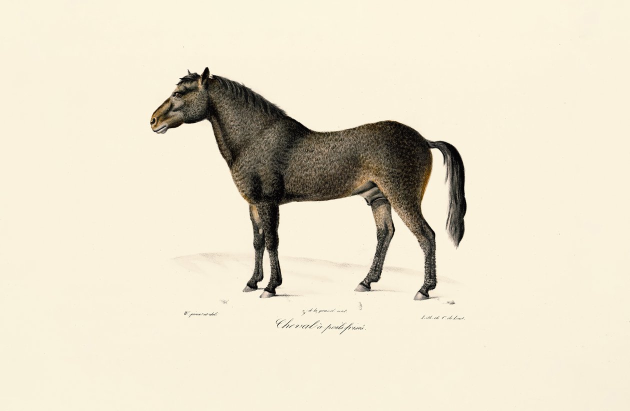 Caballo de Przewalski de Jacques Christophe Werner