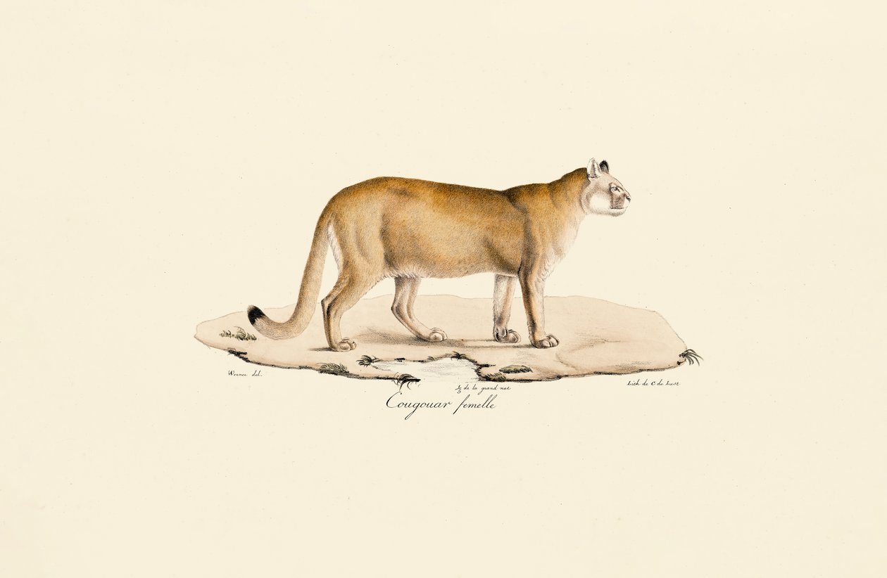 Puma, hembra de Jacques Christophe Werner