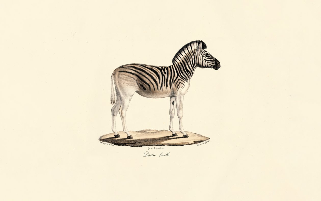 Quagga, hembra de Jacques Christophe Werner