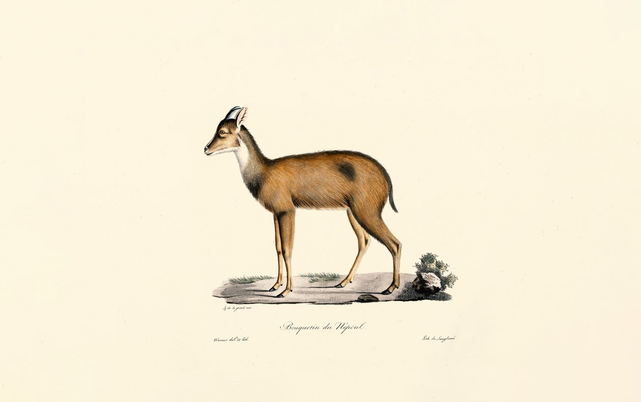 Buceador del Bosque Rojo de Jacques Christophe Werner
