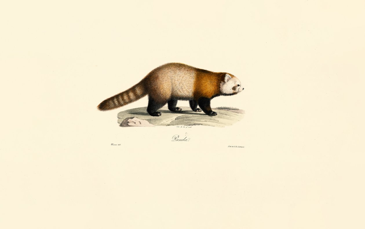 Panda rojo (Ailurus fulgens) de Jacques Christophe Werner