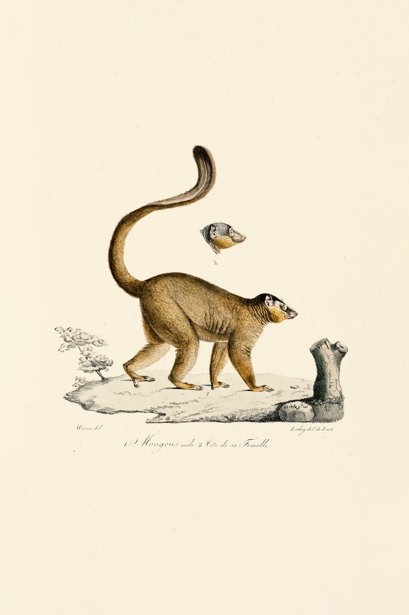  de Jacques Christophe Werner
