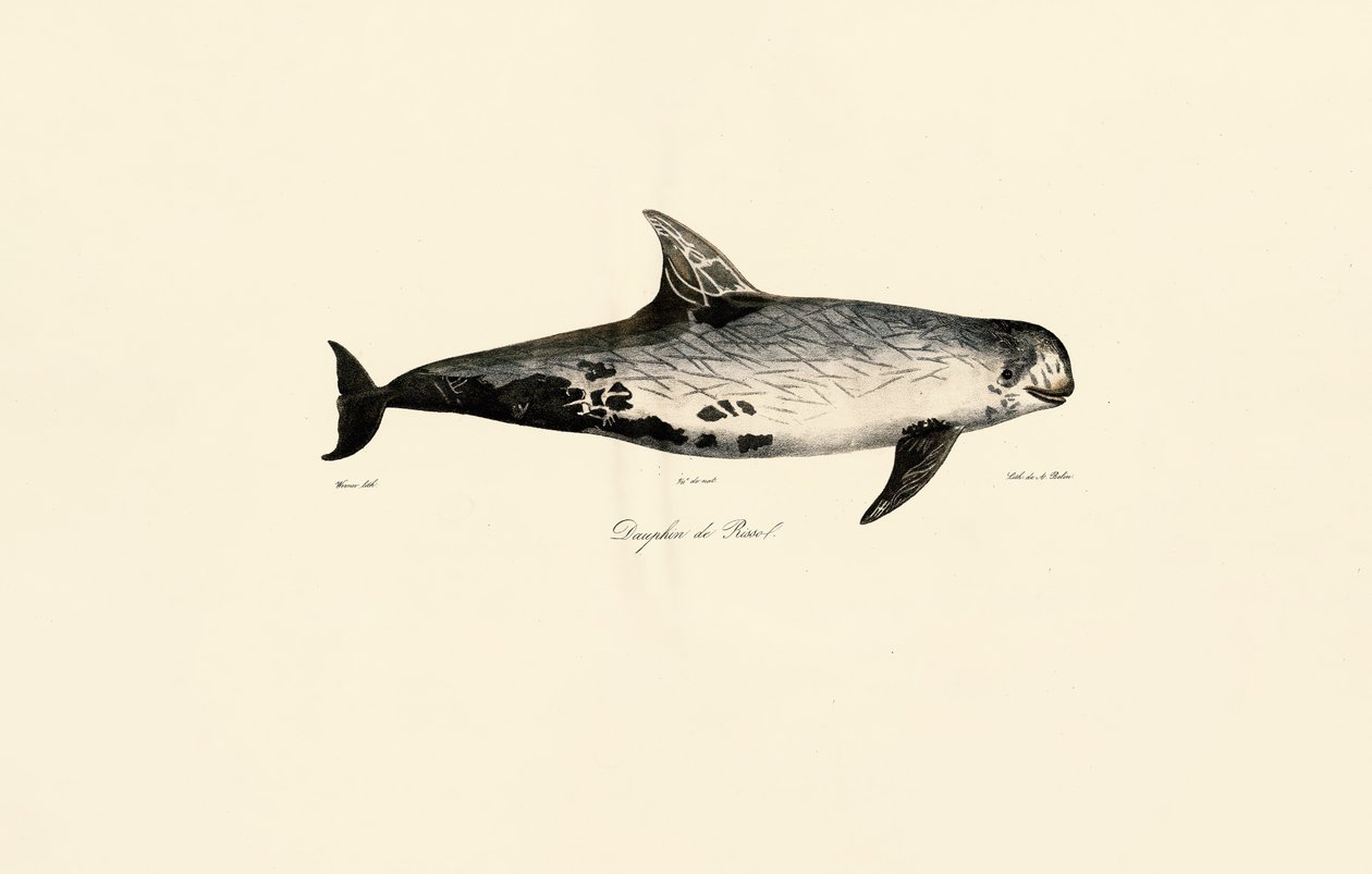 Delfín gris de Jacques Christophe Werner