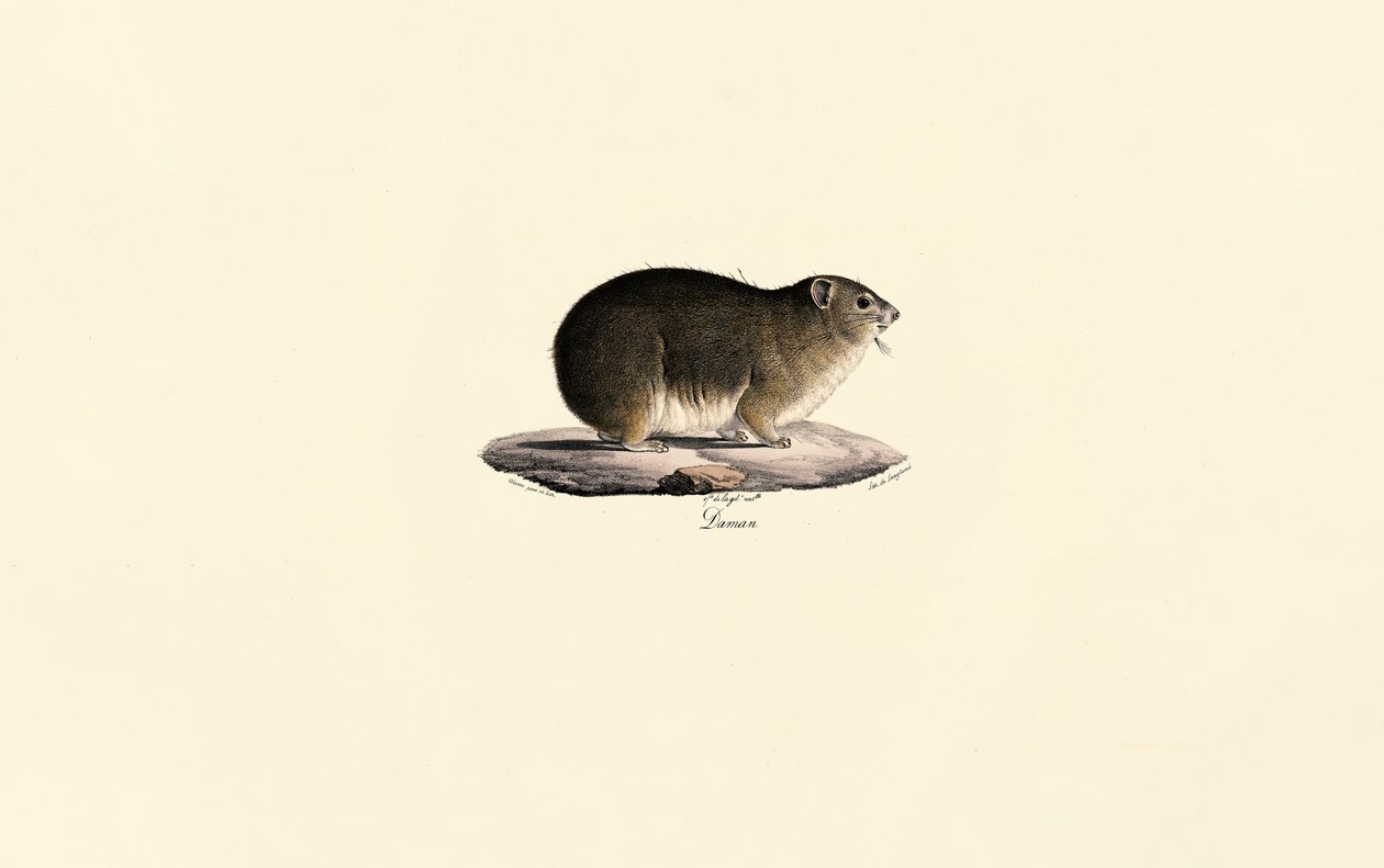 Hyrax de roca de Jacques Christophe Werner