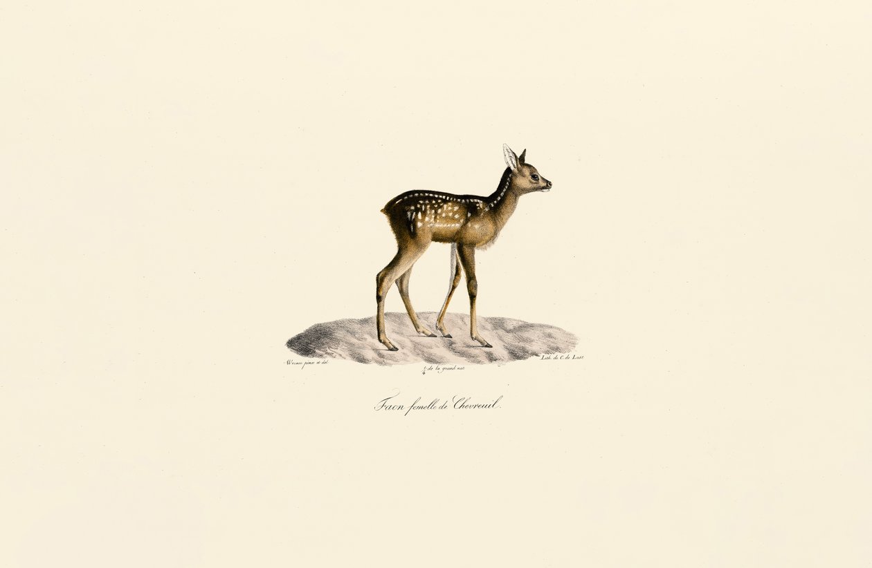 Corzo Leonado de Jacques Christophe Werner