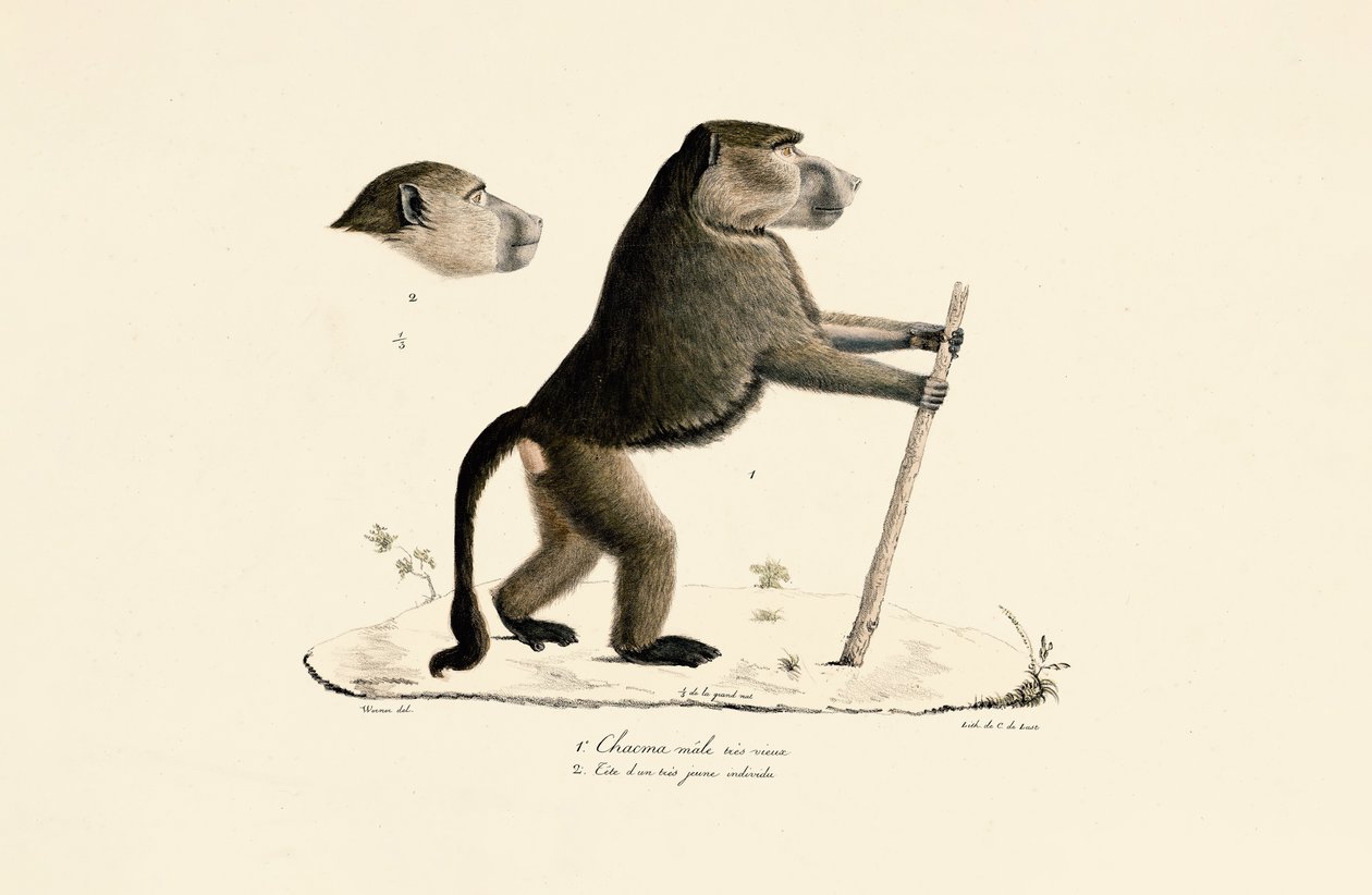 Babuino sagrado con cabeza de ejemplar joven de Jacques Christophe Werner