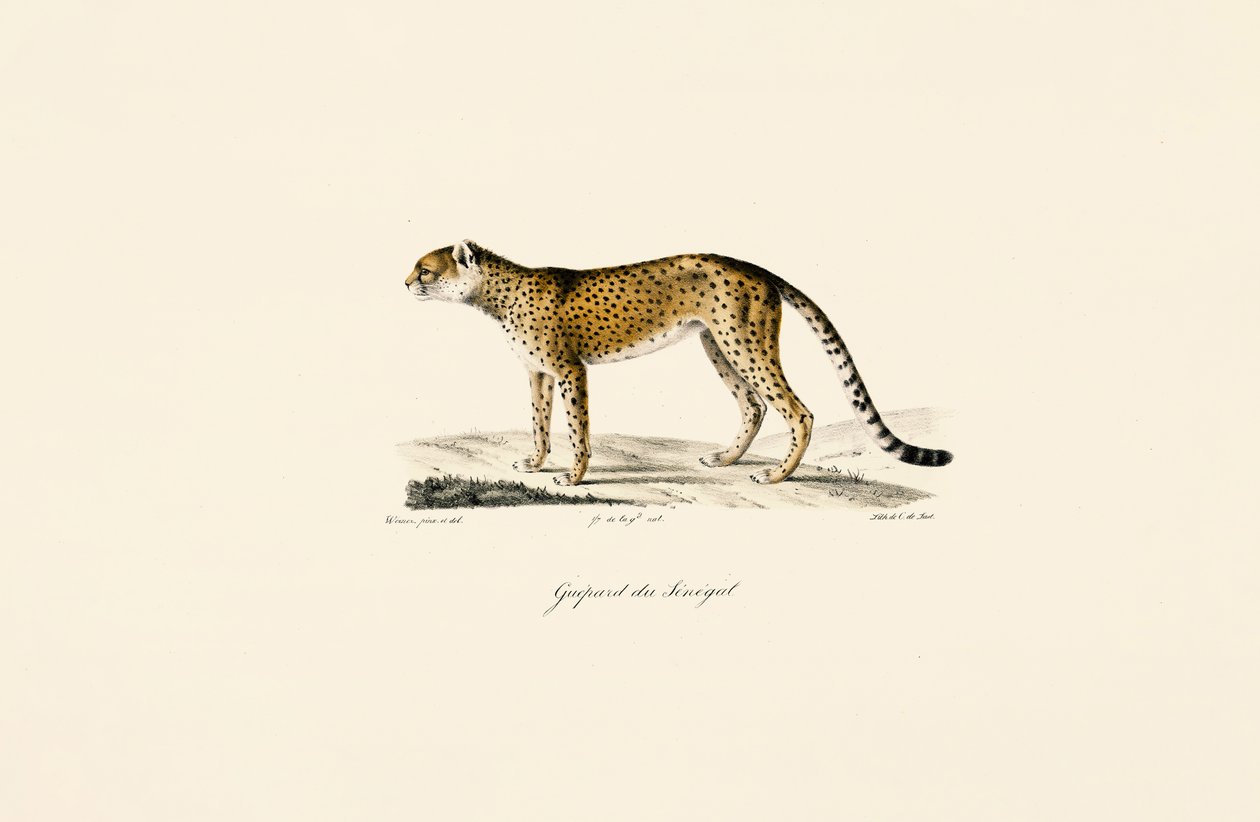 Guepardo de Senegal de Jacques Christophe Werner