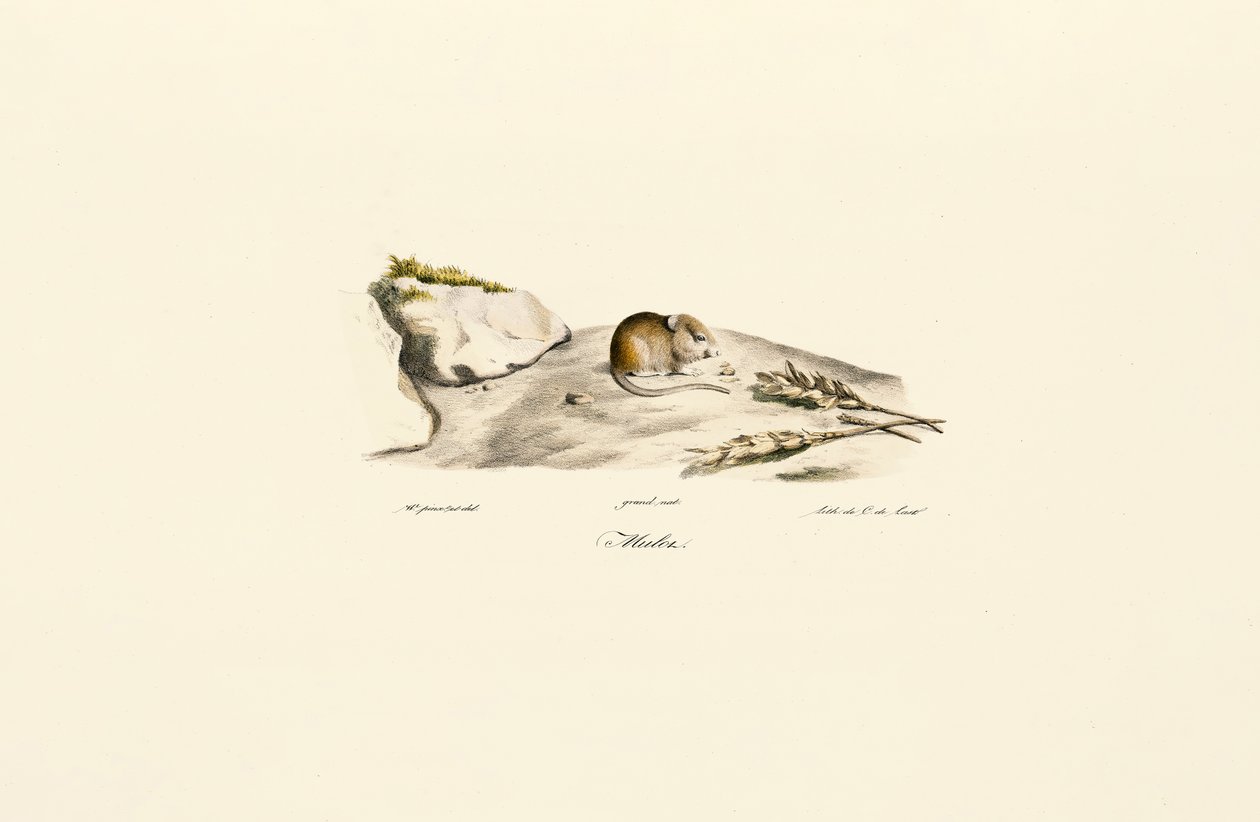  de Jacques Christophe Werner