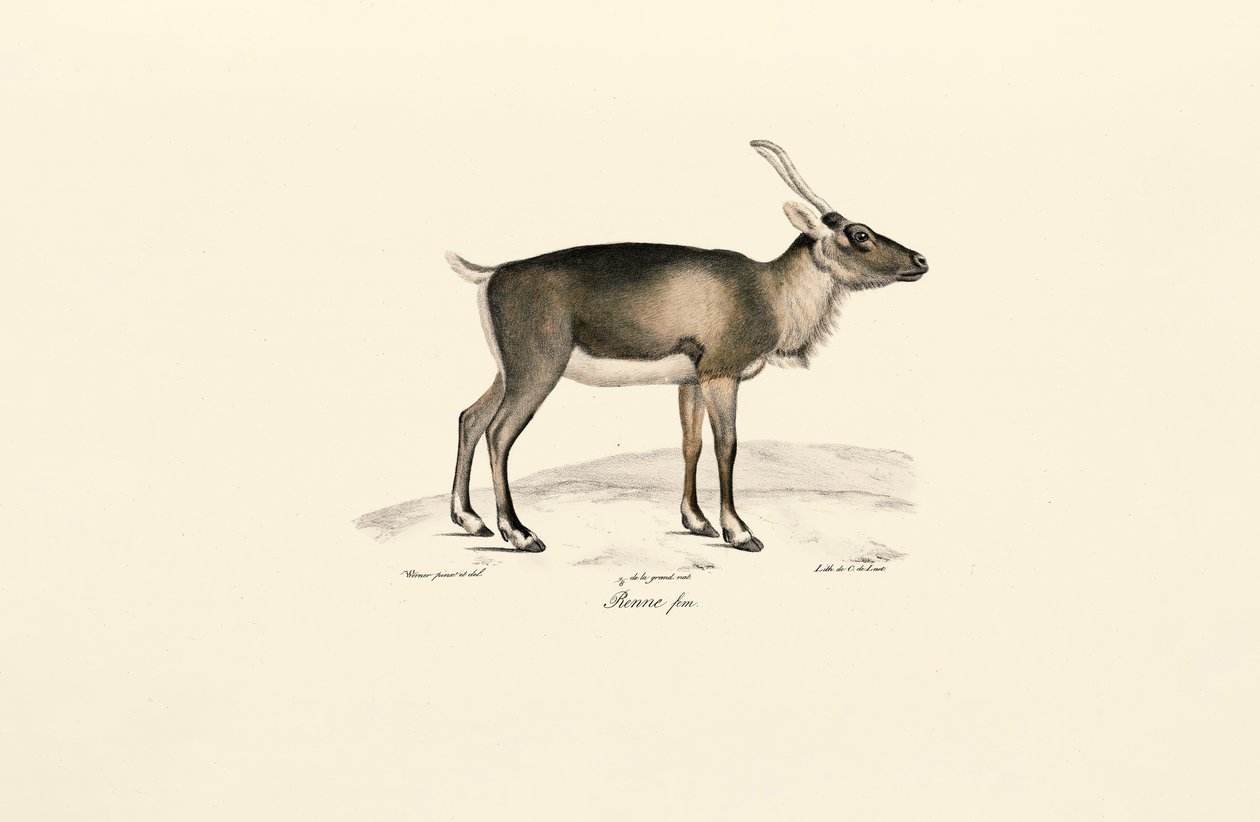 Ciervo almizclero siberiano (Moschus moschiferus) de Jacques Christophe Werner