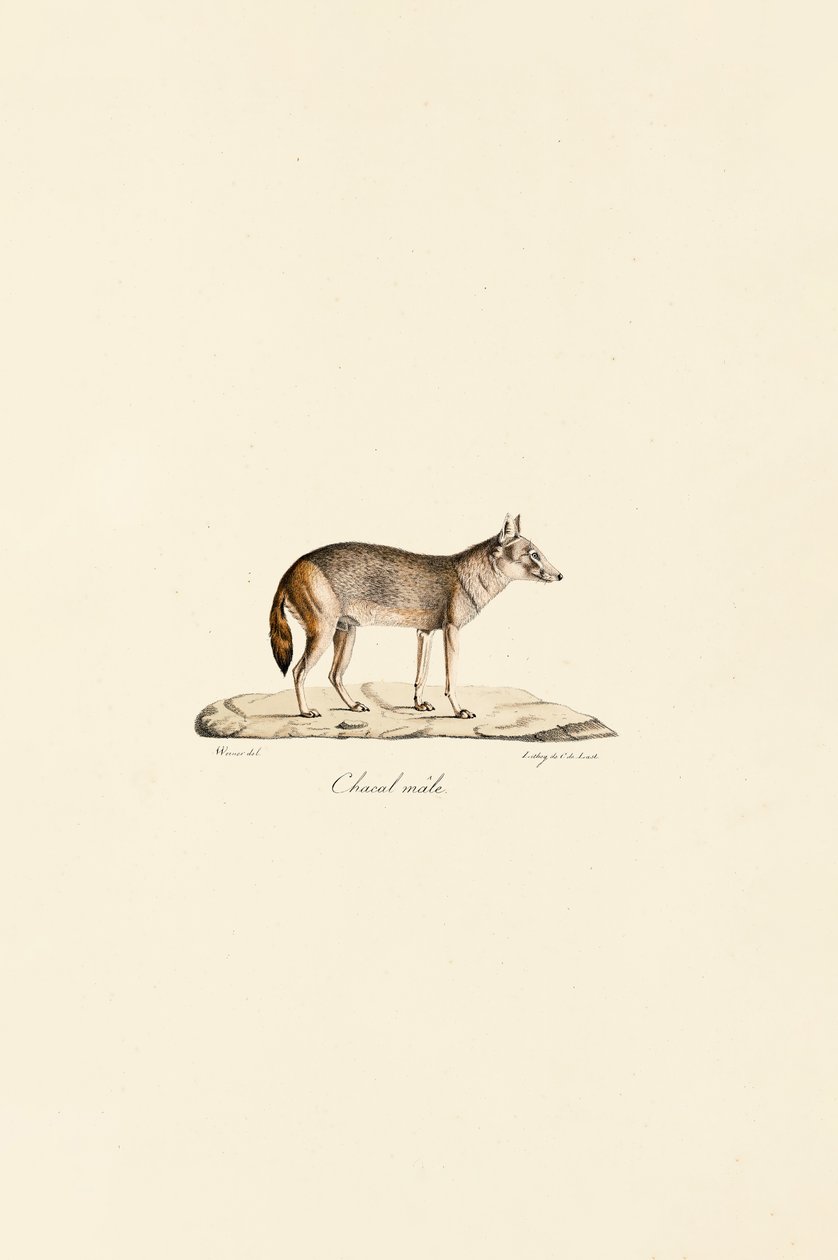 Chacal de rayas laterales de Jacques Christophe Werner