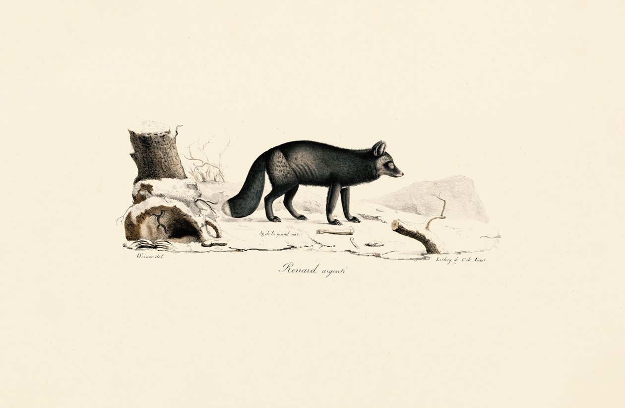Zorro plateado de Jacques Christophe Werner