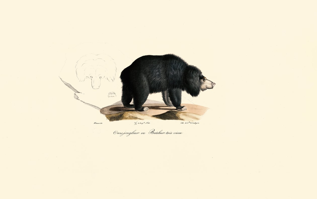 Oso perezoso (Viejo oso malabarista) de Jacques Christophe Werner
