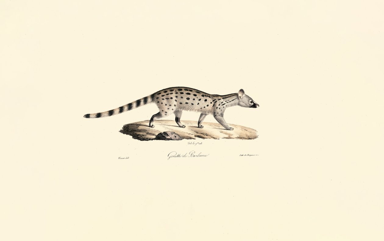 Gineta de manchas pequeñas de Jacques Christophe Werner