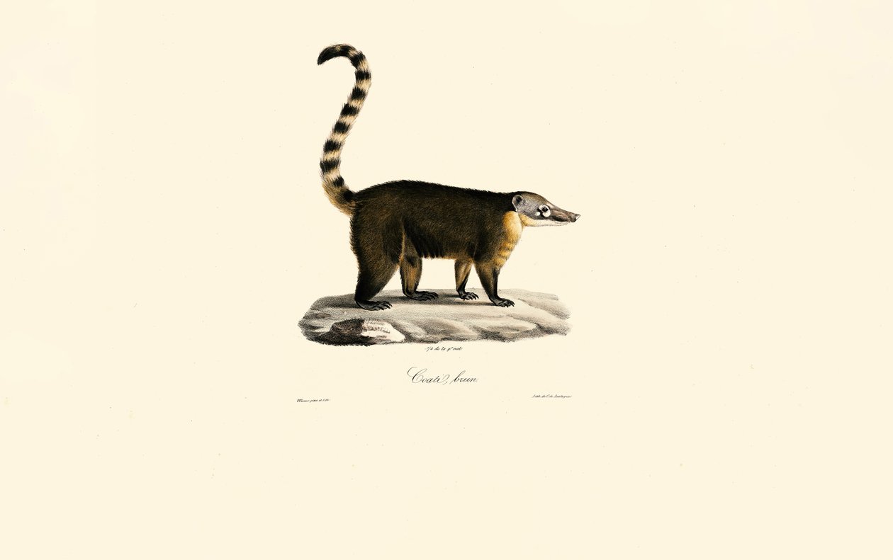 coatí sudamericano (Nasua nasua) de Jacques Christophe Werner