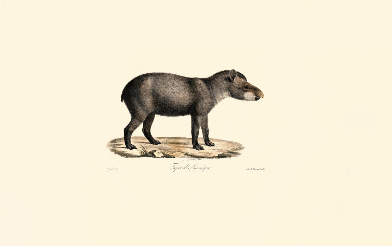 Tapir sudamericano de Jacques Christophe Werner