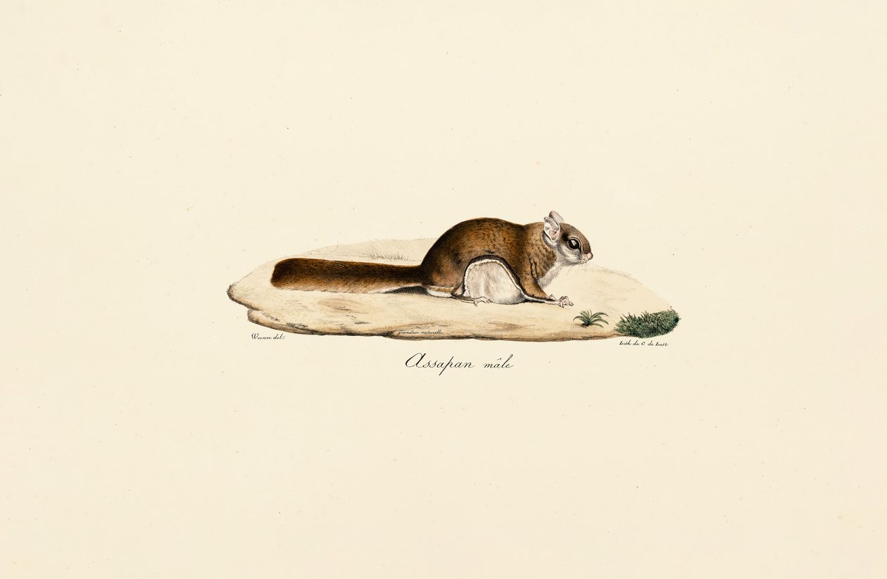 Ardilla voladora austral (macho) de Jacques Christophe Werner