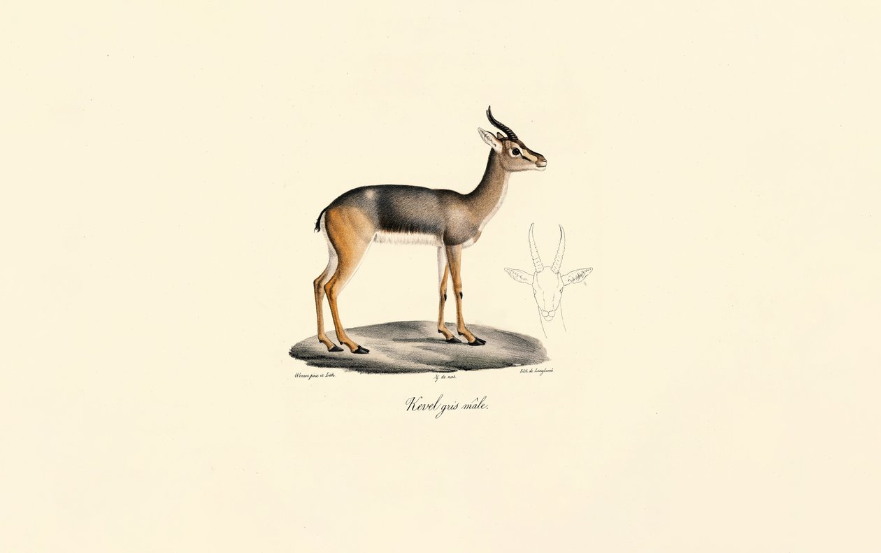 Antílope Révebi (Antílope Révebi, Macho) de Jacques Christophe Werner
