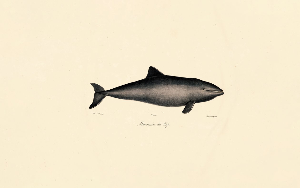  de Jacques Christophe Werner