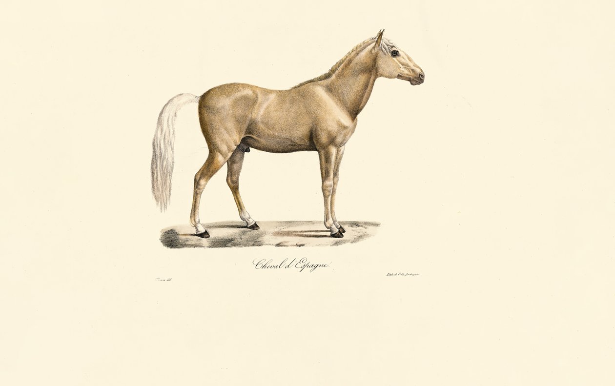 Caballo español de Jacques Christophe Werner