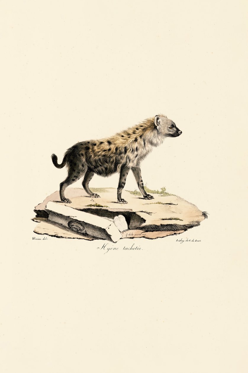 Hiena manchada de Jacques Christophe Werner