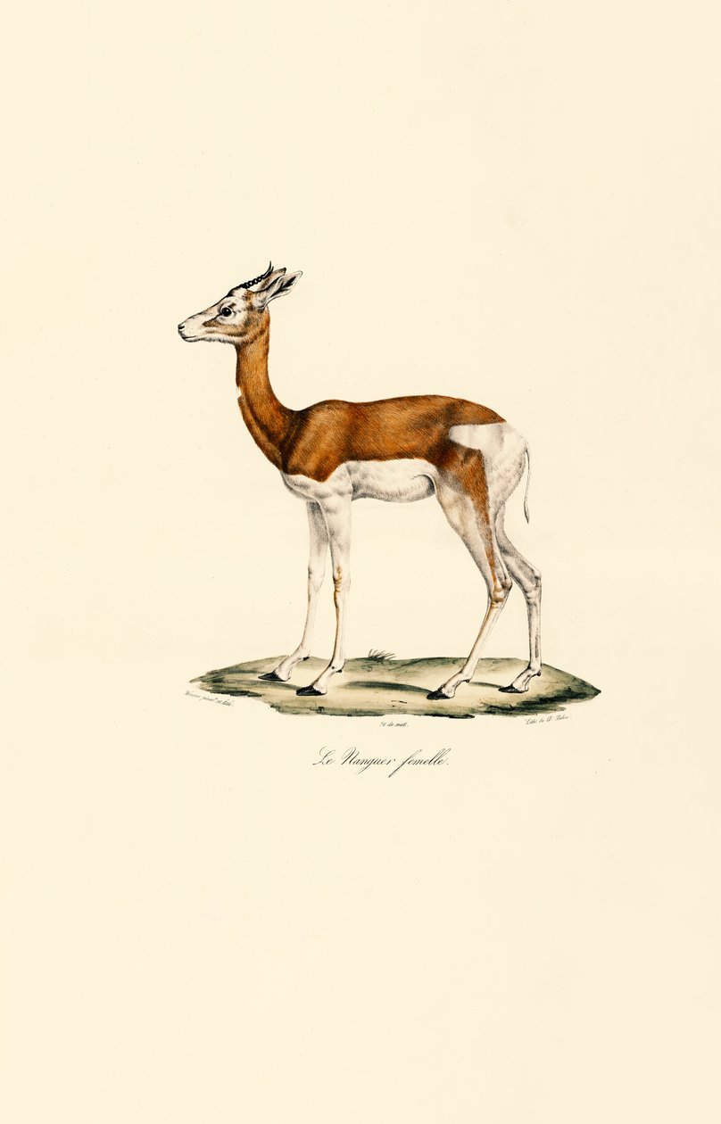Springbok (Mujer) de Jacques Christophe Werner