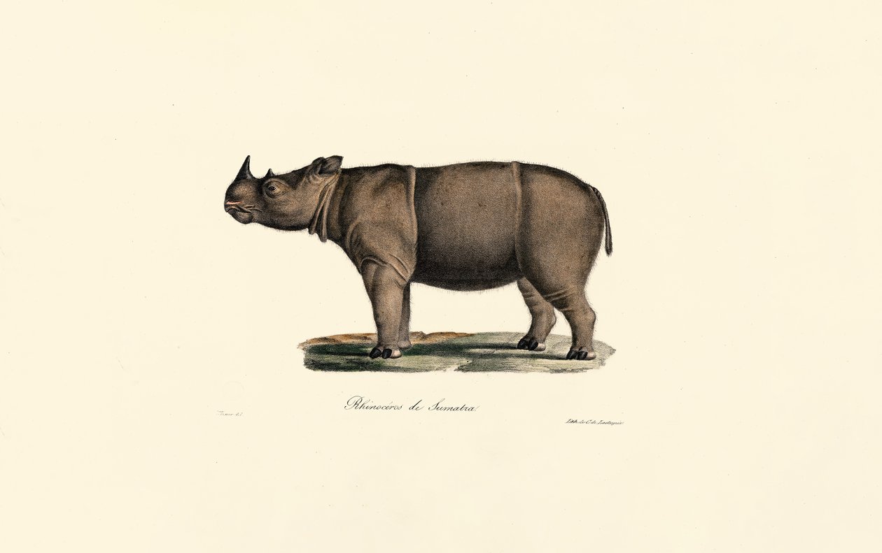 Sumatran Rhinoceros de Jacques Christophe Werner