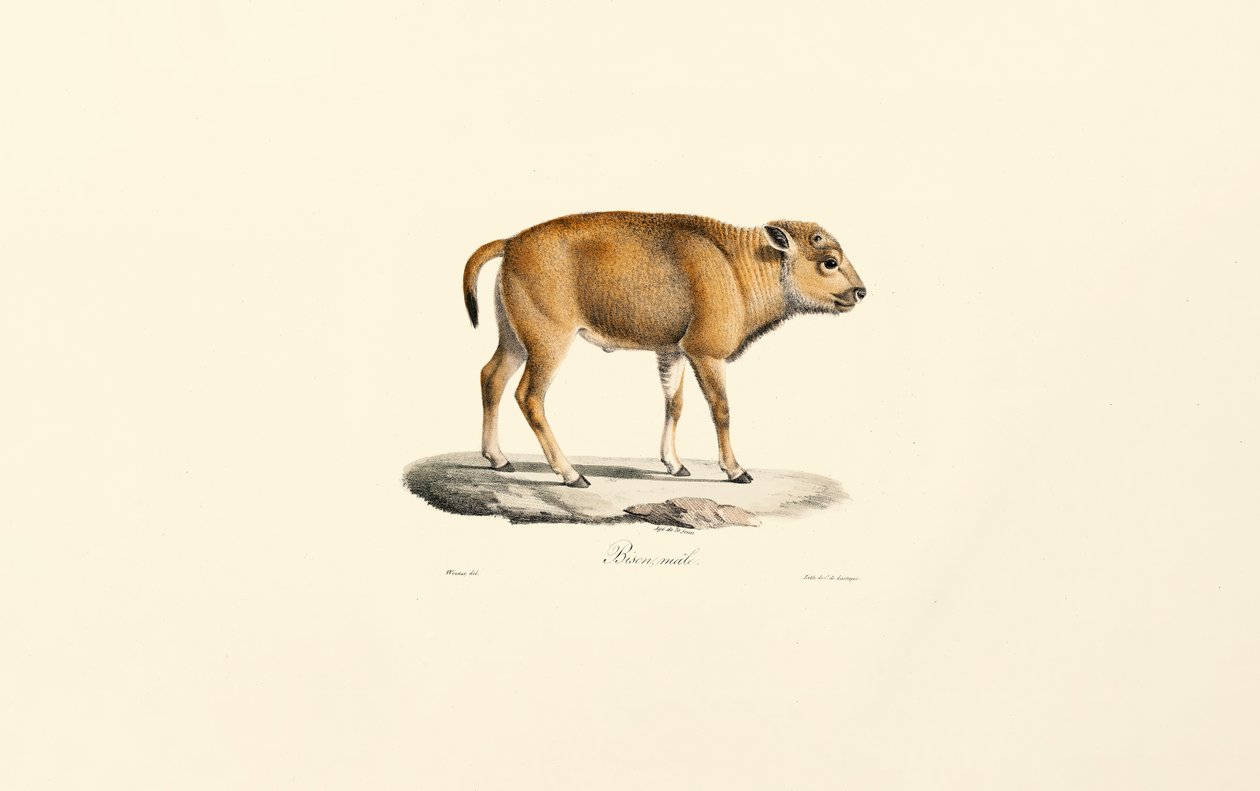 Takin (Budorcas taxicolor) de Jacques Christophe Werner