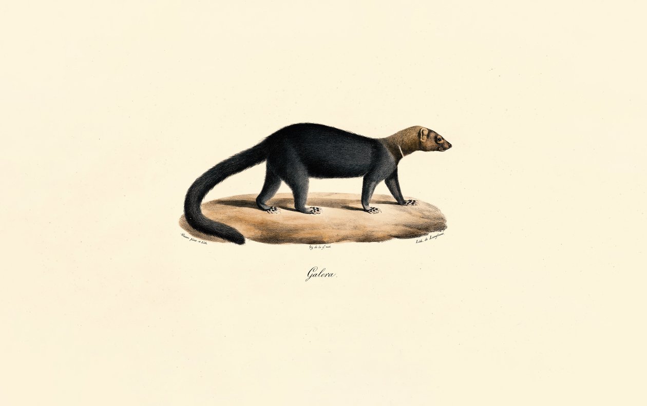 Tayra de Jacques Christophe Werner
