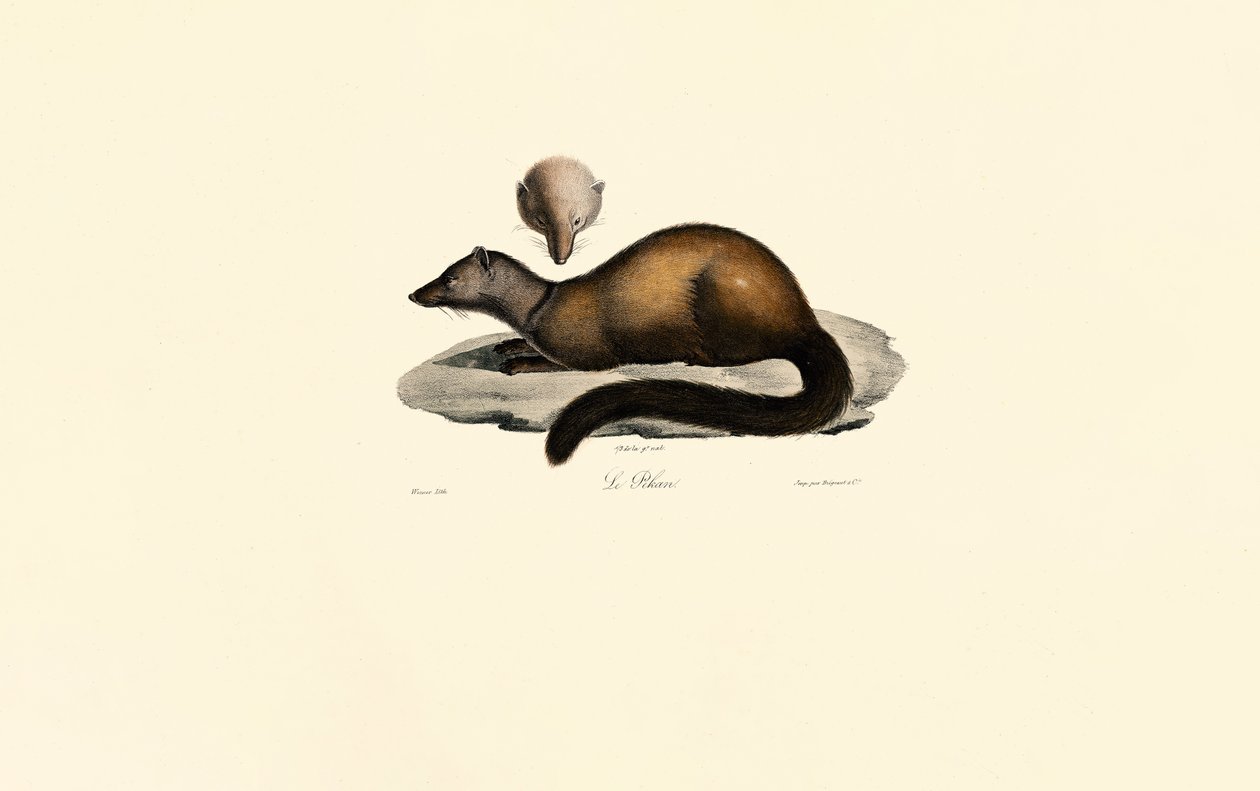 Tayra y Hurón de Jacques Christophe Werner
