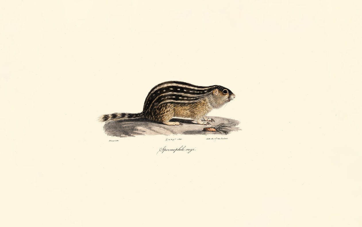 Ardilla de tierra de trece líneas de Jacques Christophe Werner