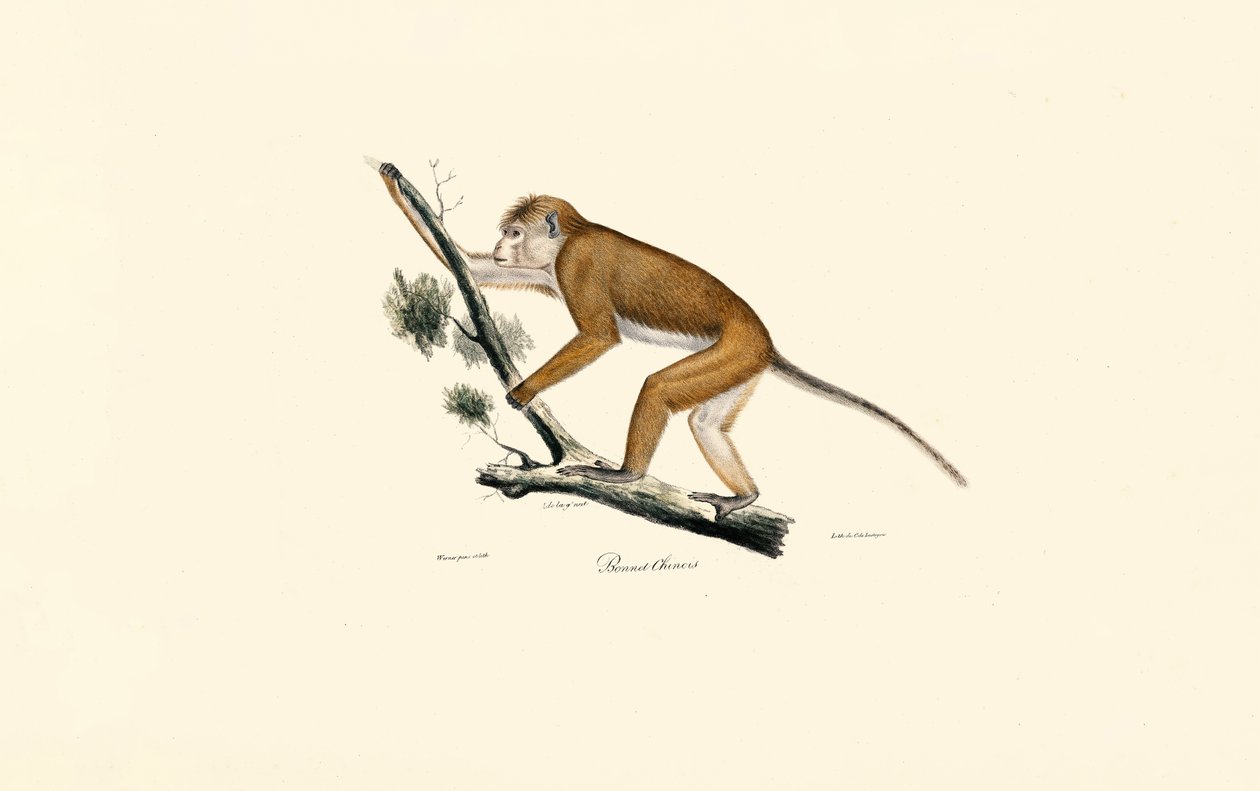 Macaco tibetano de Jacques Christophe Werner