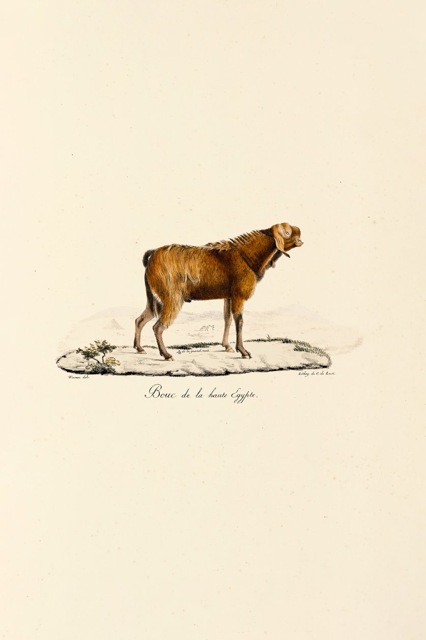Cabra egipcia superior Buck de Jacques Christophe Werner