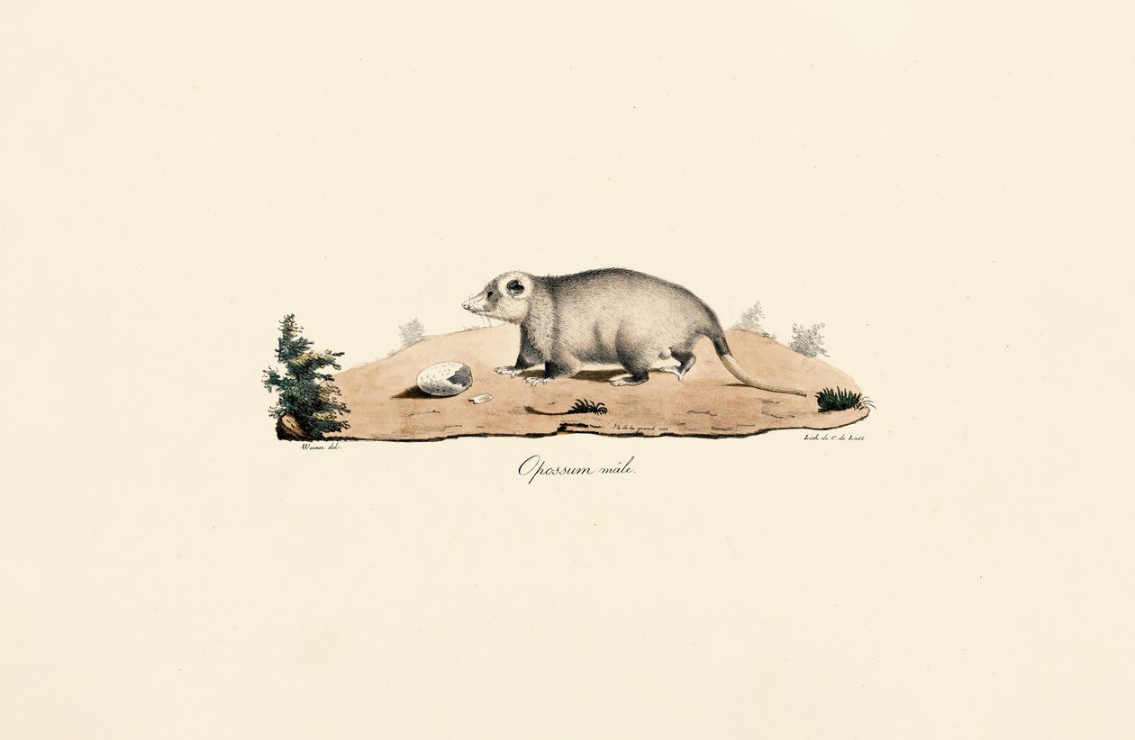 Zarigüeya de Virginia de Jacques Christophe Werner